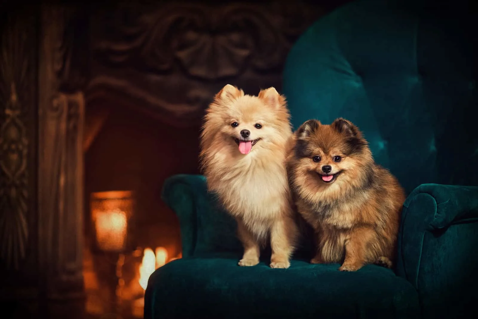 two dogs a Pomeranian sitting on a chair by the fireplace