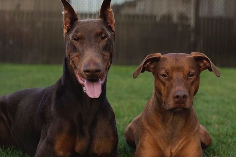 Doberman Pitbull Mix An Ultimate Guide To This Crossbreed