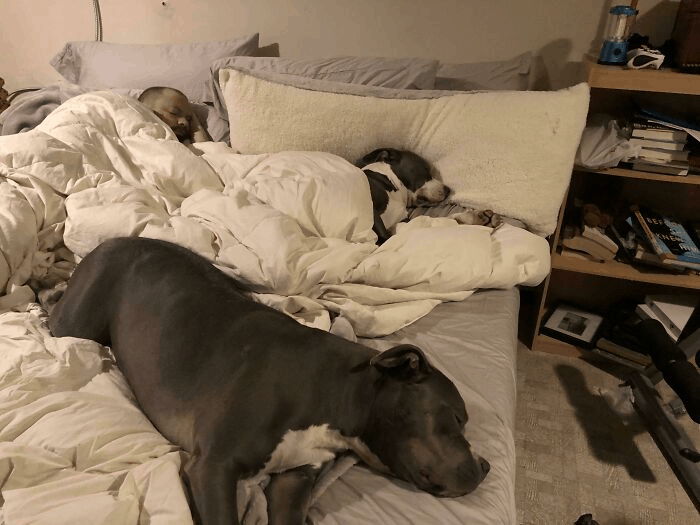 two dogs sleeping with their owner