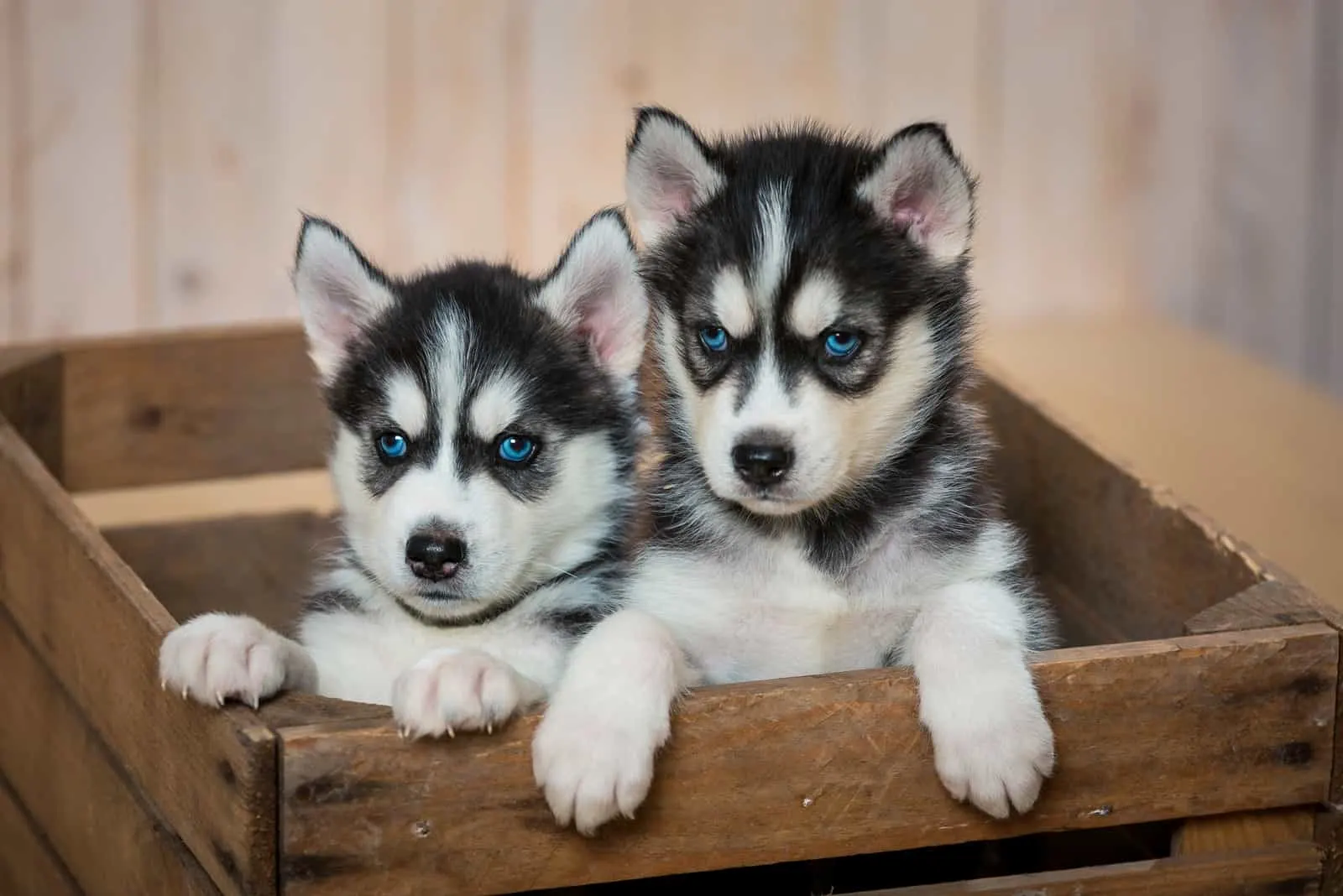 two little puppies