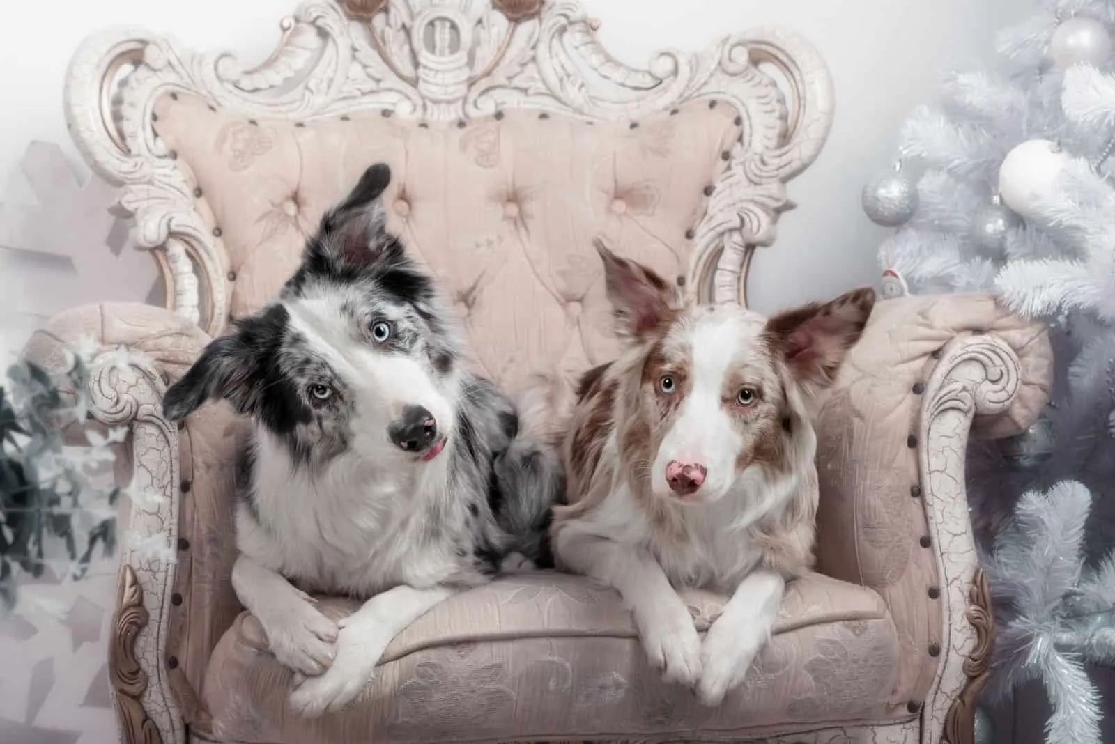 two merle border collie sitting in the beautiful christmas chair