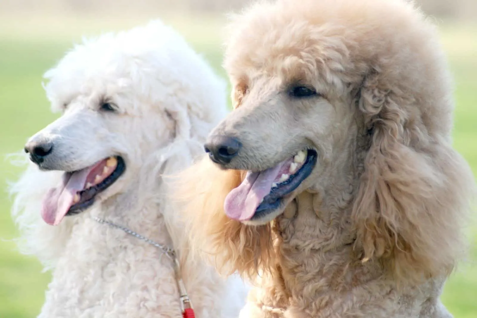 two poodles sitting in close up image