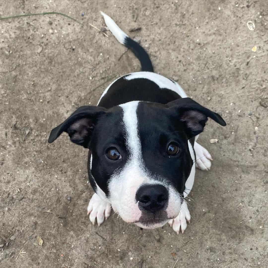 white and black puppy outdoor