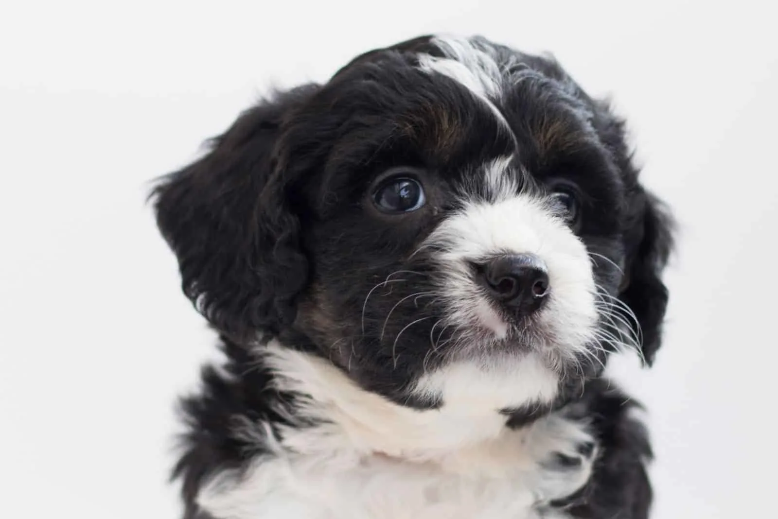 white and black puppy of bernedoodle breed