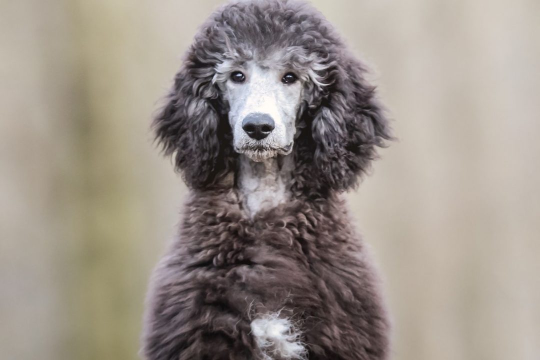 Standard Phantom Poodle Colors Why Are These Dogs So Rare?