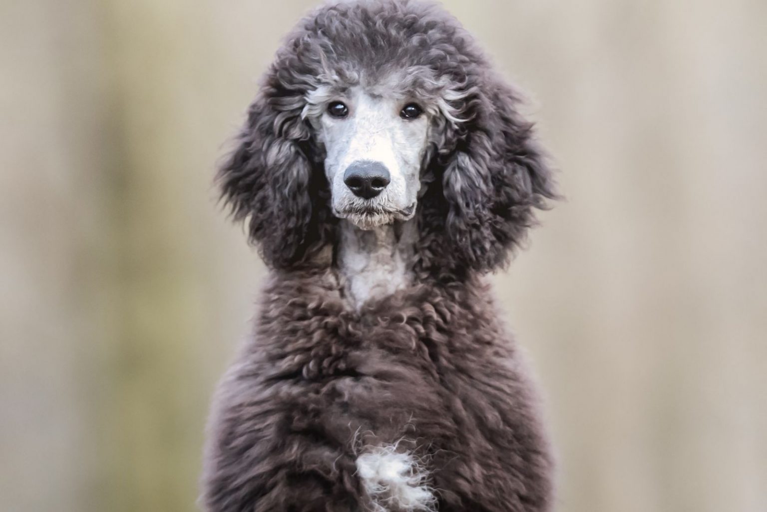 Standard Phantom Poodle Colors Why Are These Dogs So Rare?
