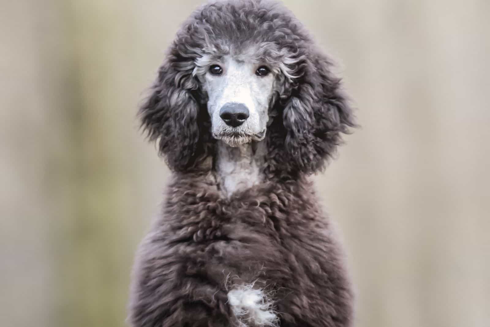 white and gray phantom poodle dog sitting