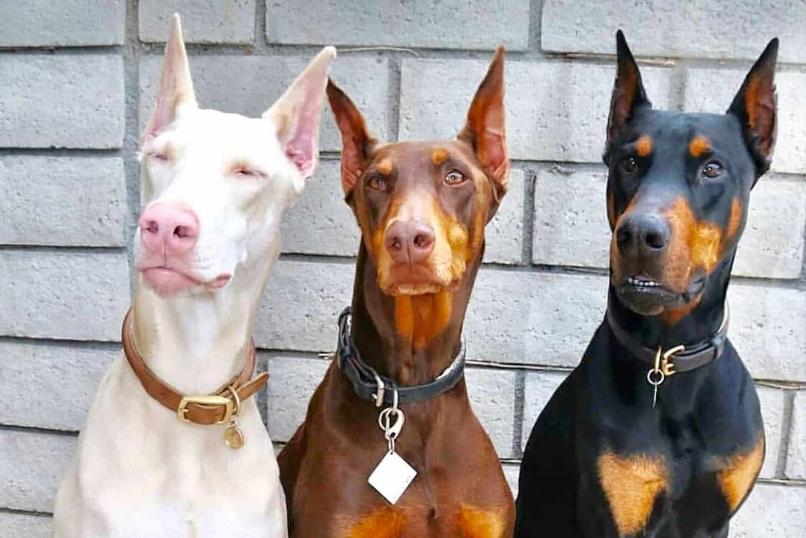 white, black and brown Dobermans sit