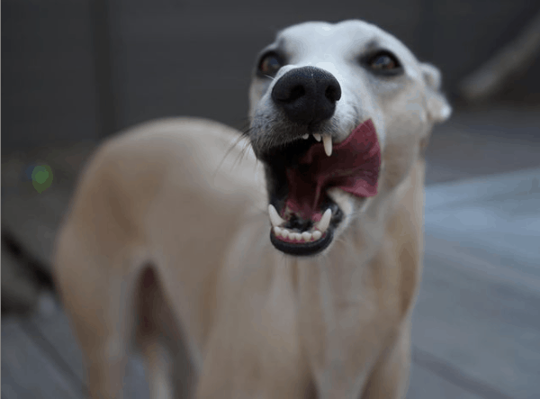 white dog portrait