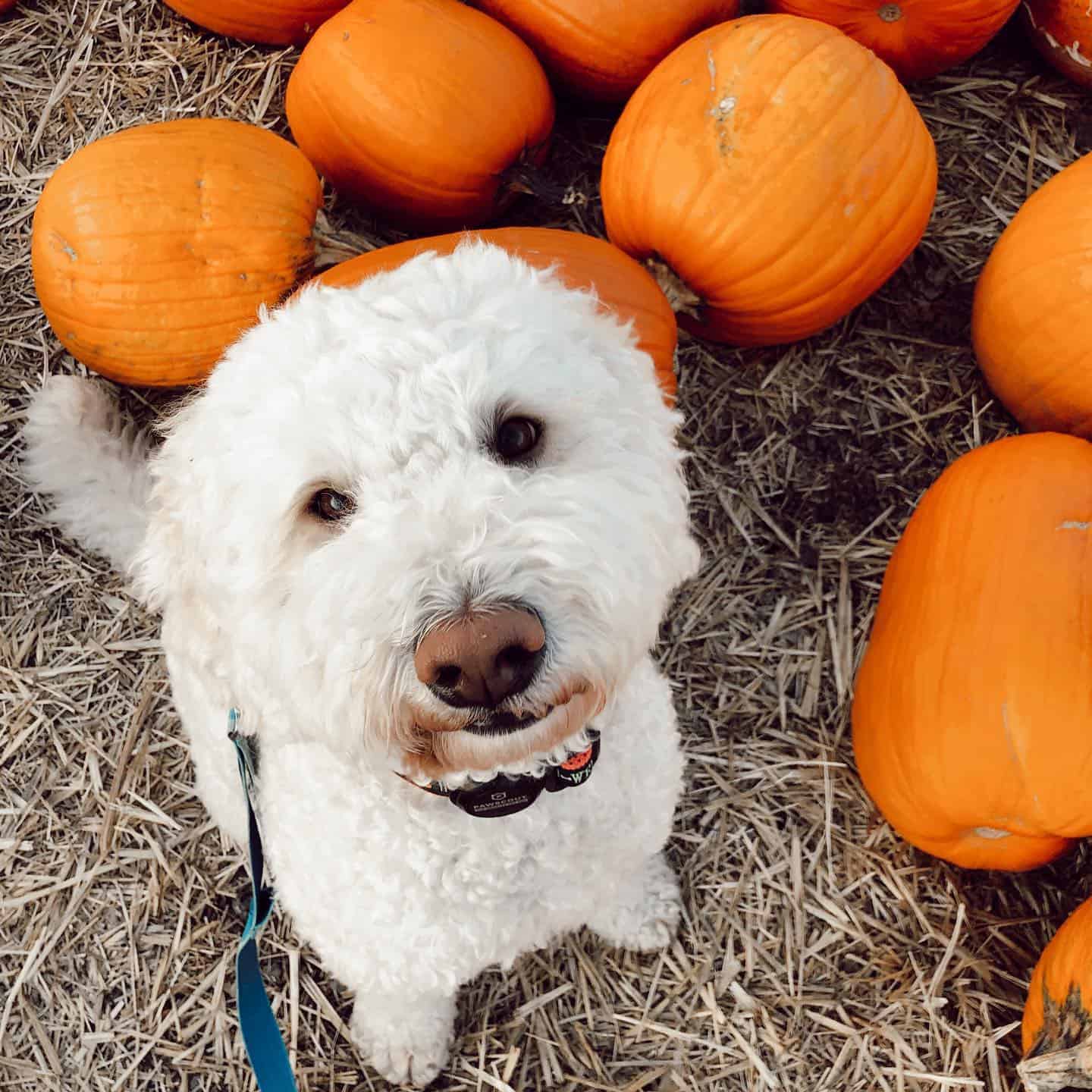 white f1b labradoodle