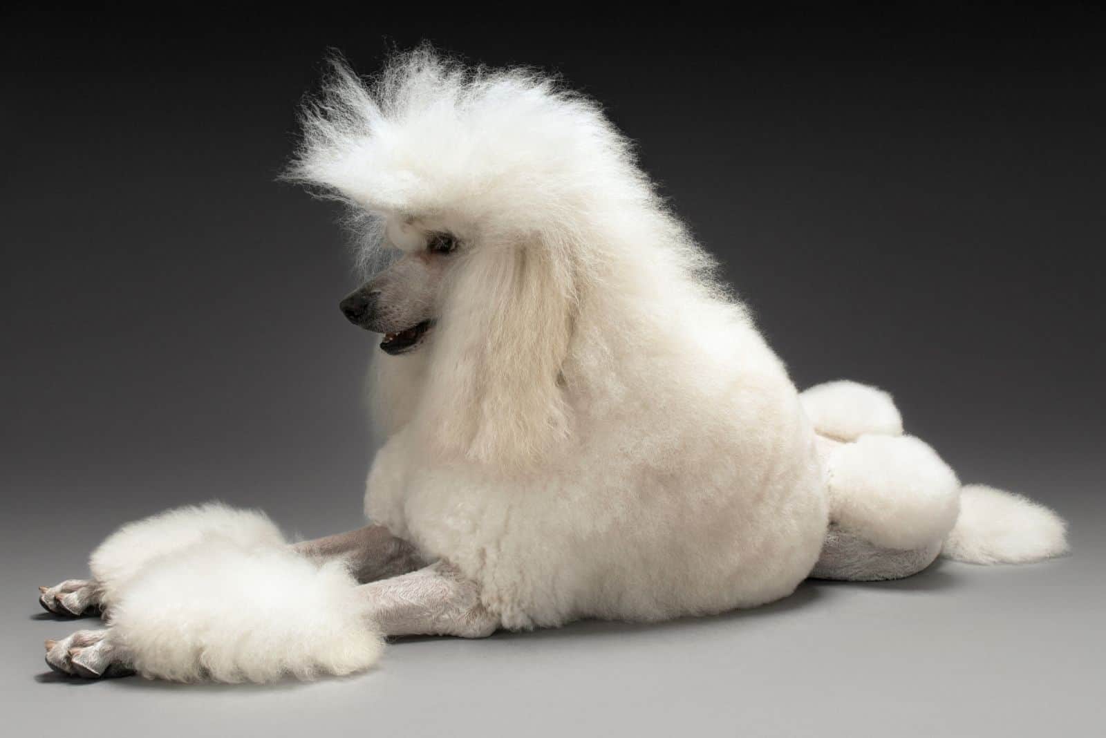 white poodle lying down in gray background
