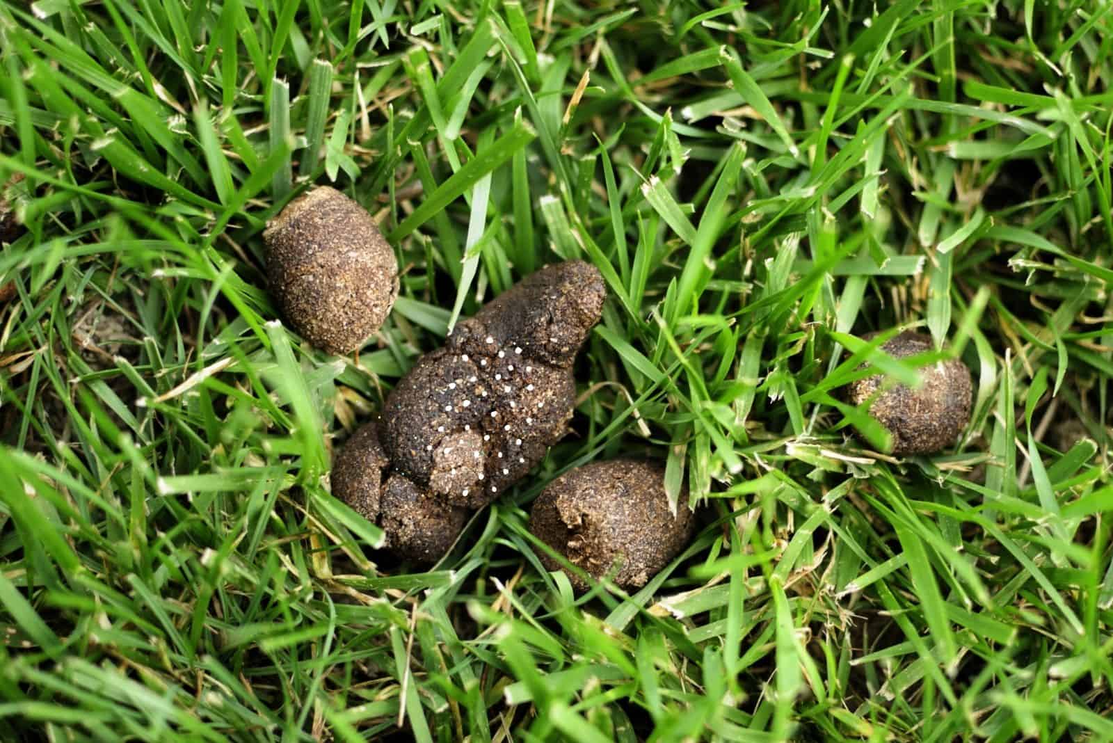 white specks in poop of a dog