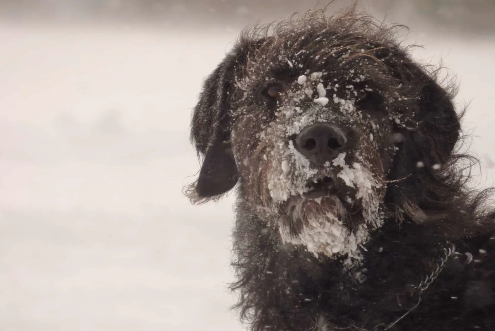 winter portrait of a black dog