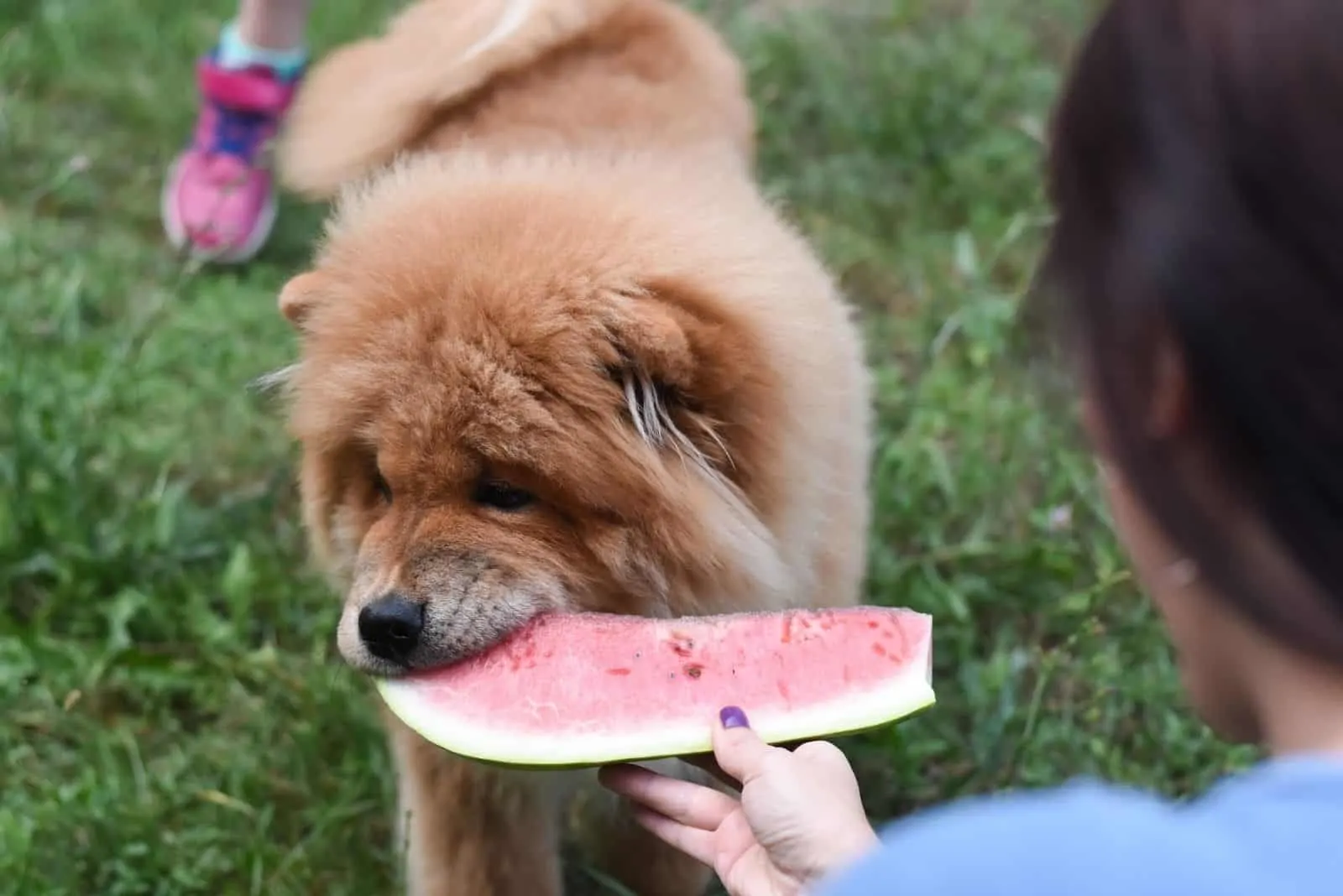 woman feeding chowchow with a watermelon
