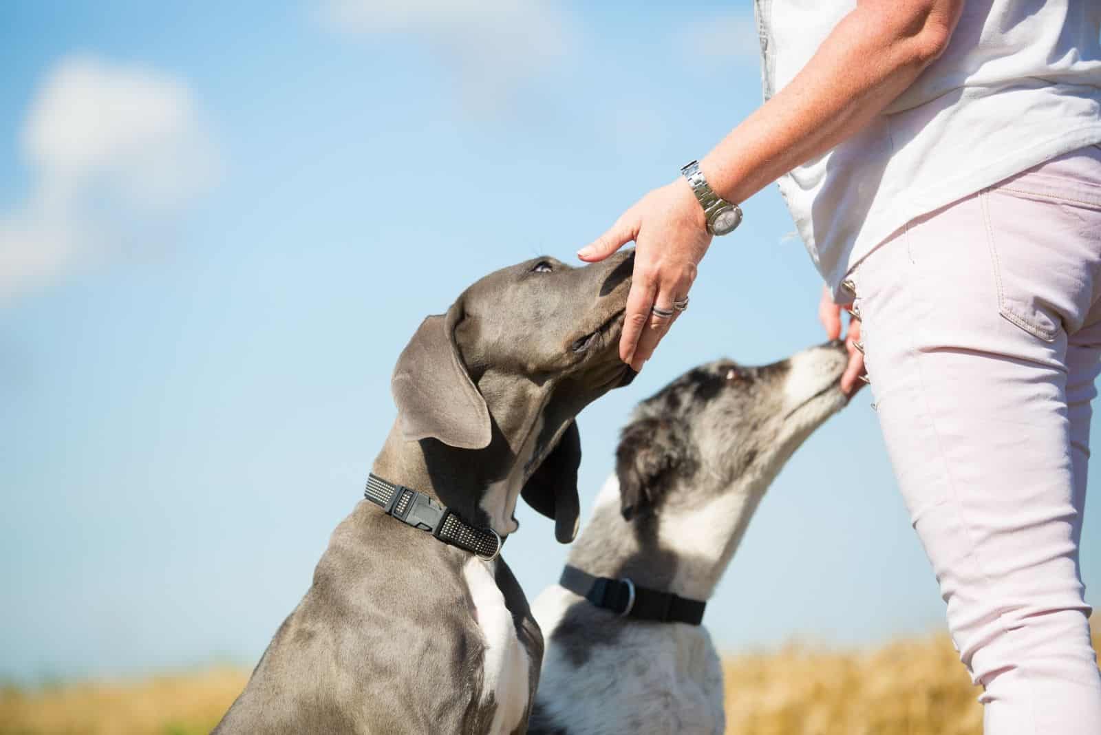 woman gives two dogs treats outdoors