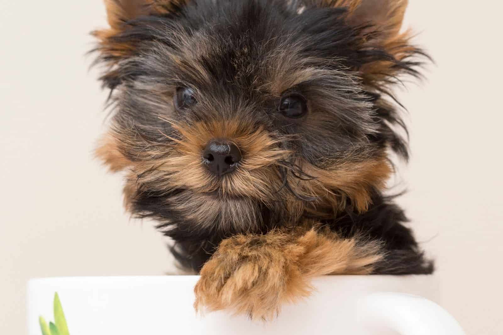 yorkie in a teacup in focus photography