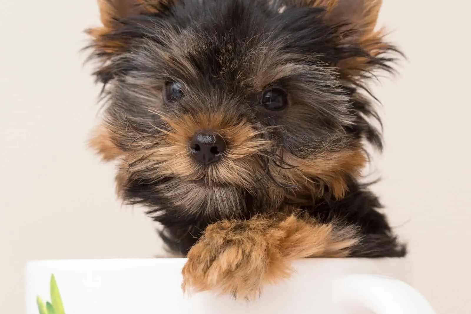 yorkie in a teacup in focus photography