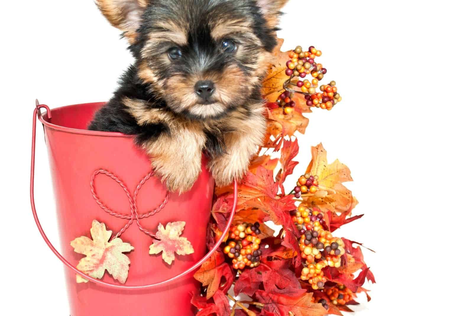 yorkie puppy sitting inside an autumn bucket with leaves