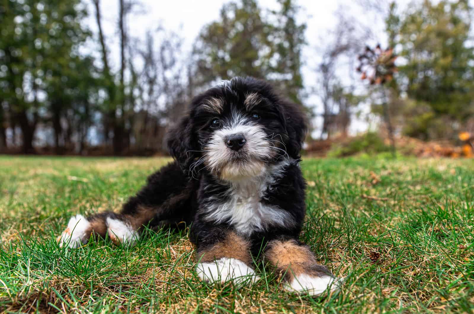young bernedoodle dog