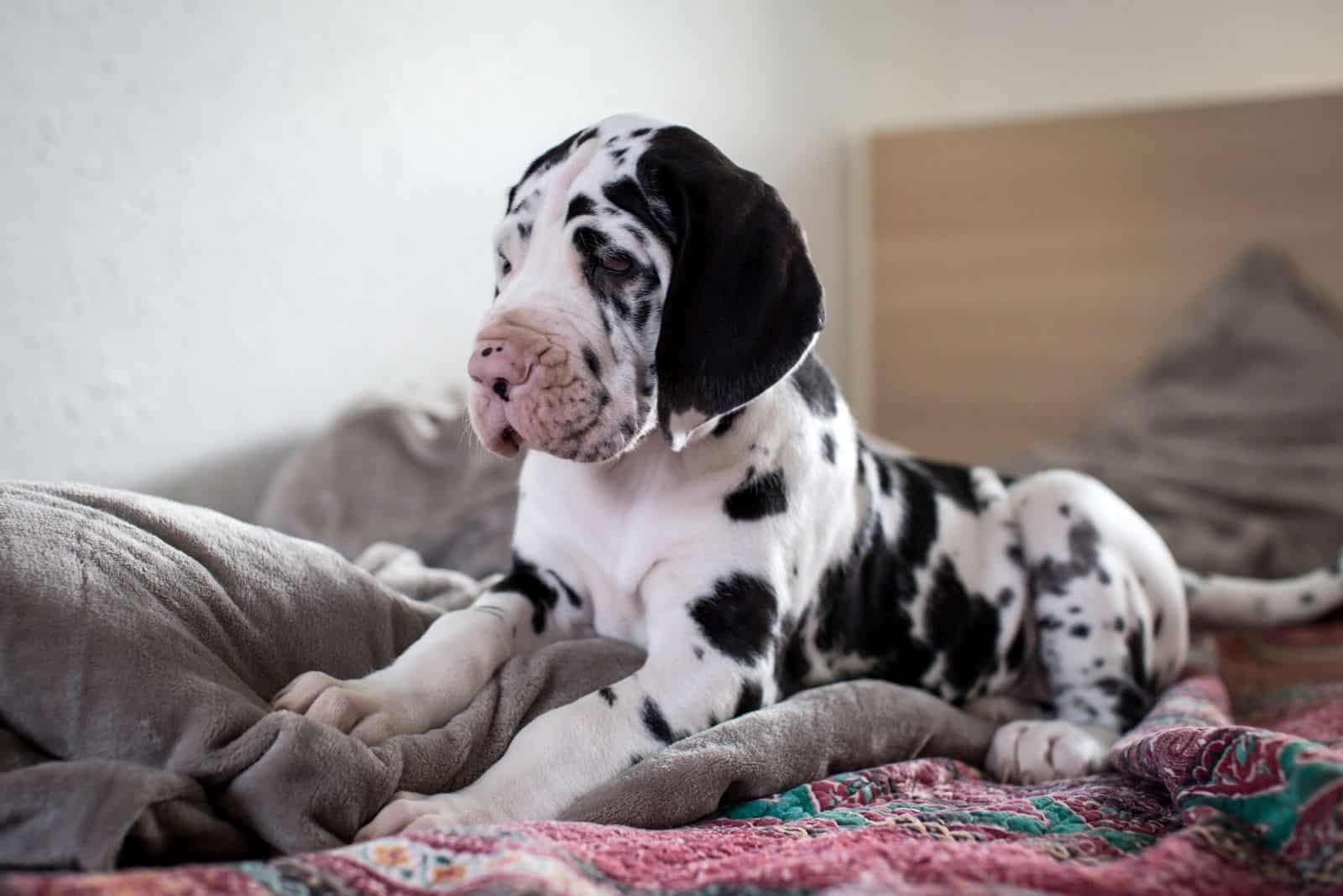 young great dane mix breed lying down in bed