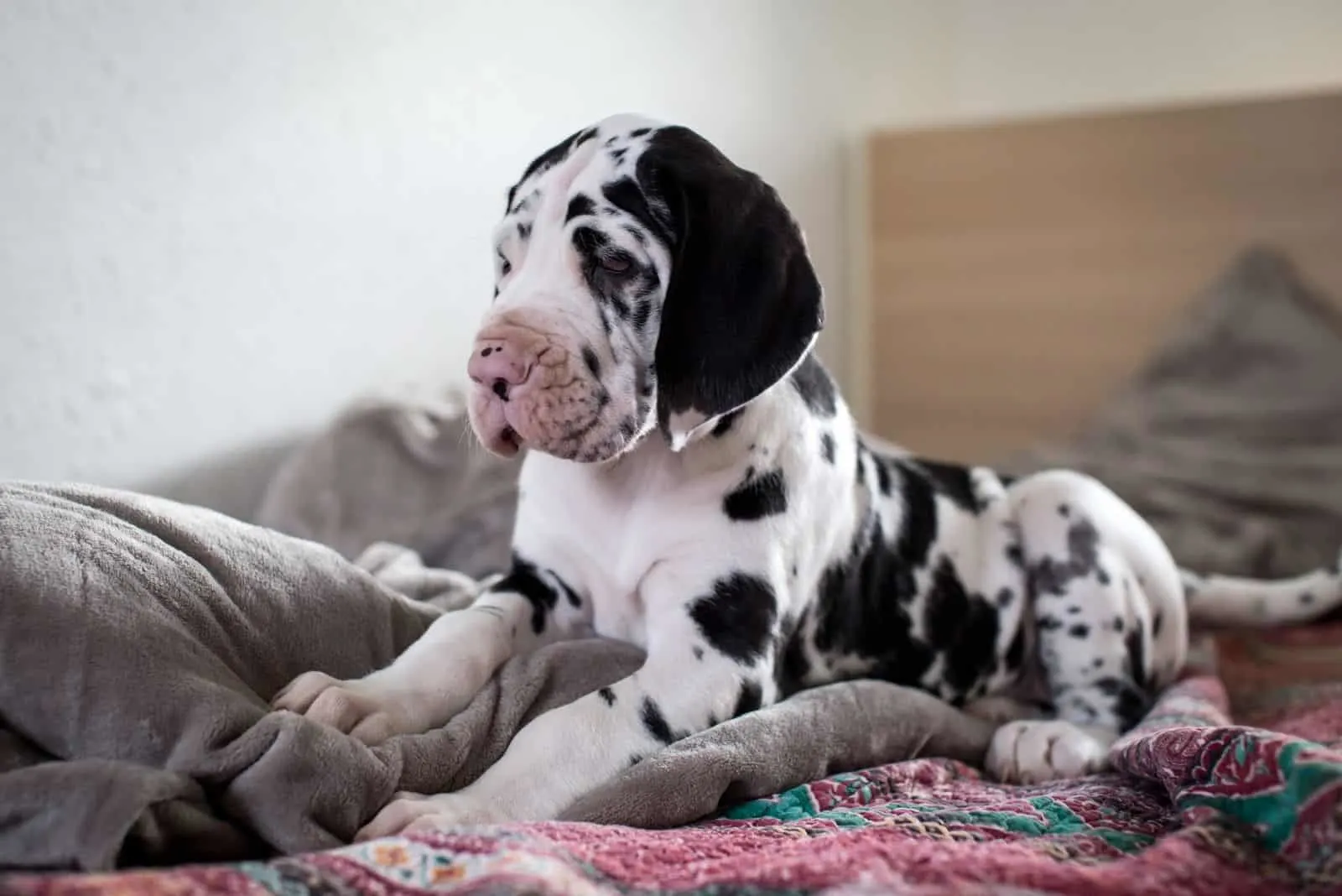 young great dane mix breed lying down in bed