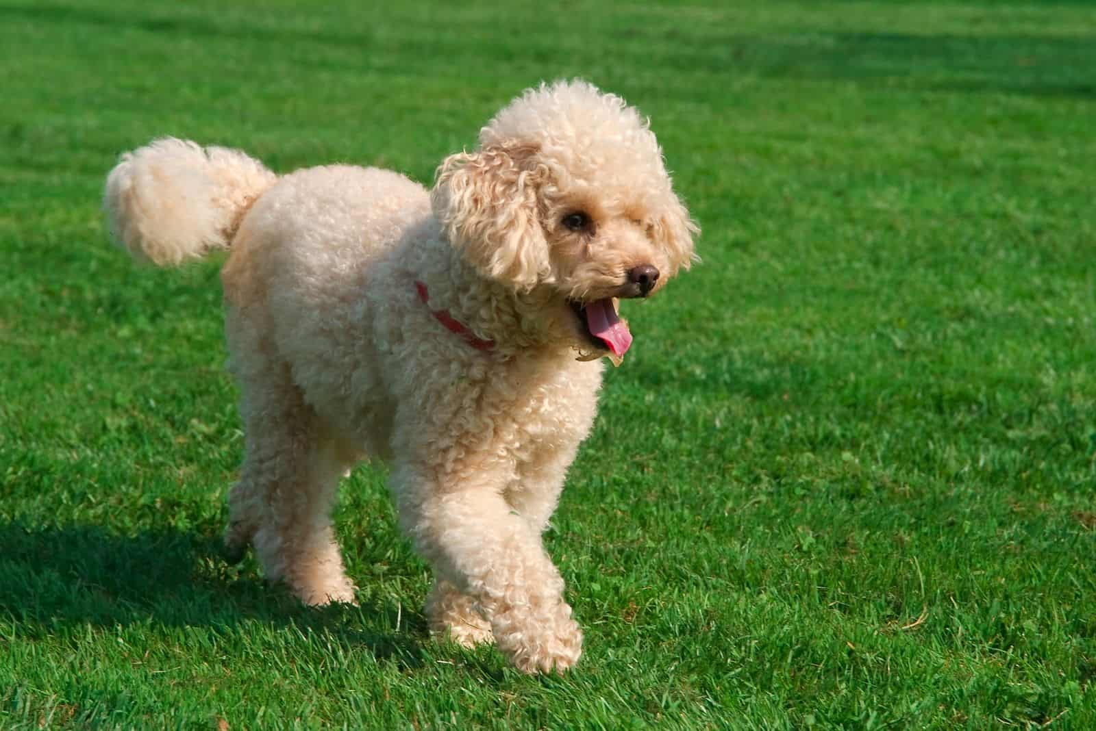 young happy poodle walking in the meadows