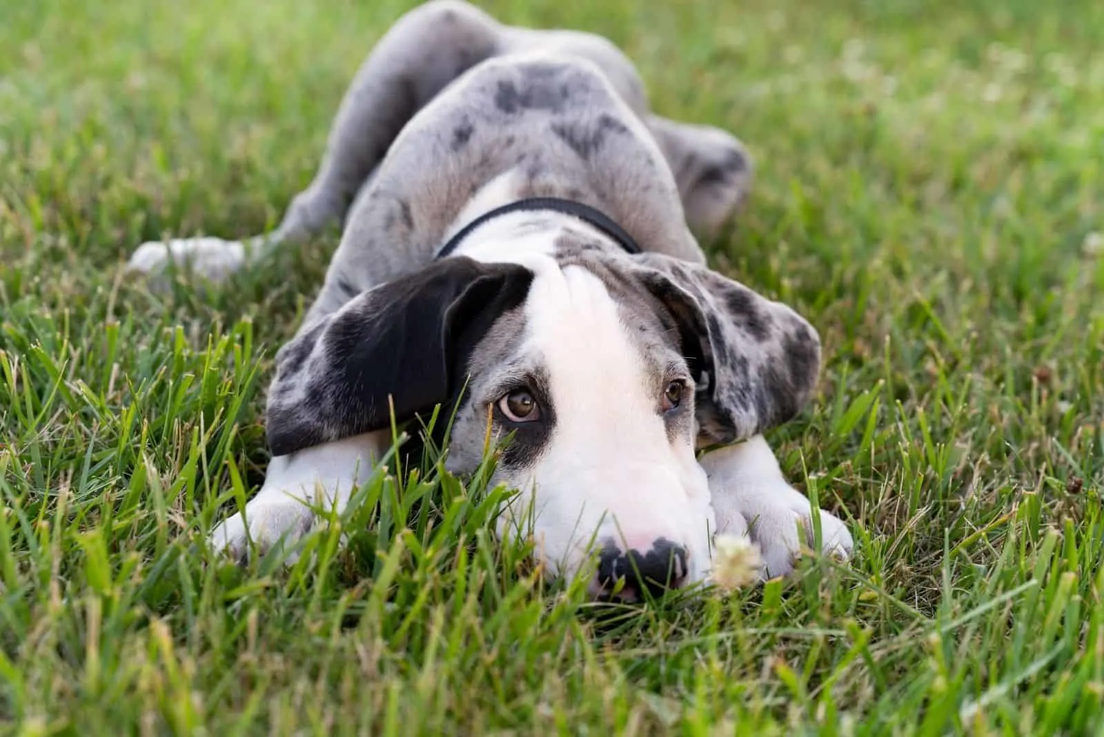 young mix dog lying down on the lawn grass