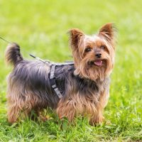 Yorkshire terrier in the park.