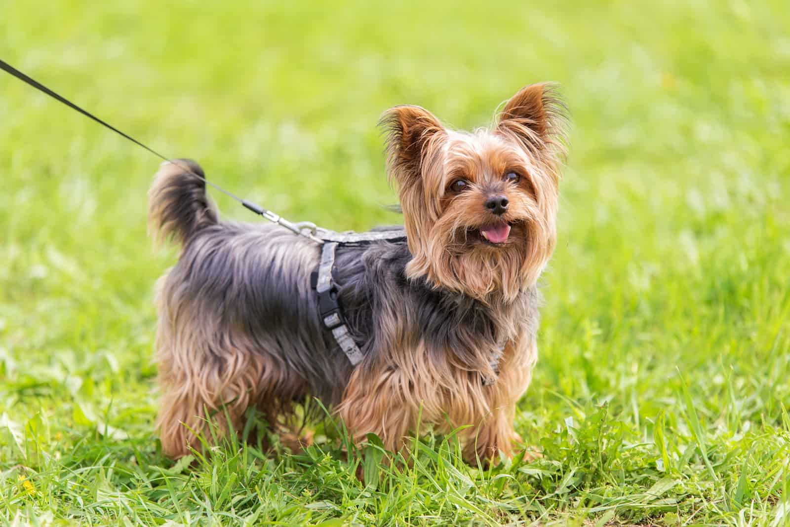 Yorkshire terrier in the park.