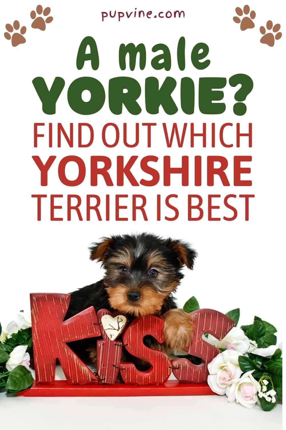 A Male Yorkie? Find Out Which Yorkshire Terrier Is Best