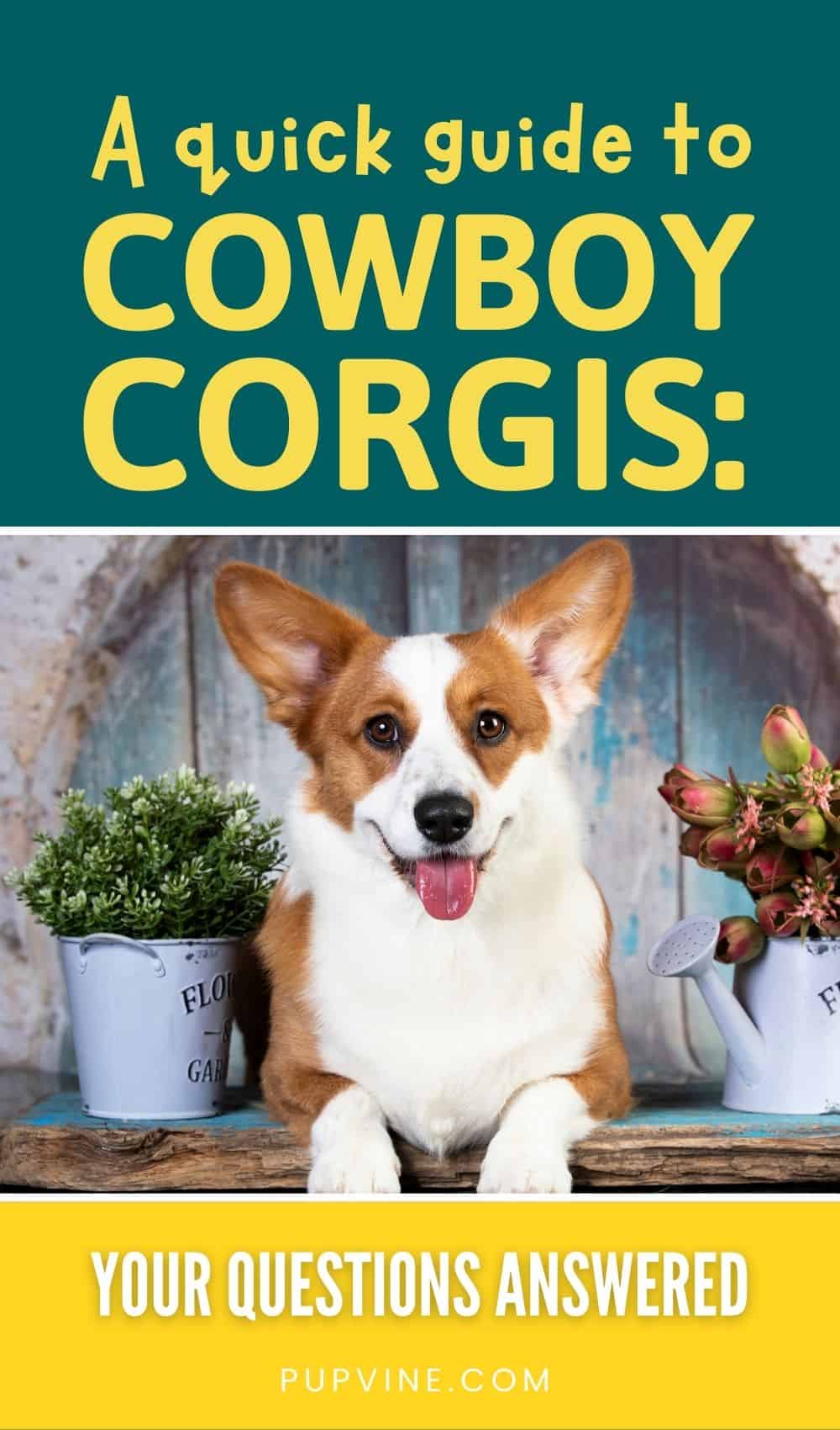 A Quick Guide To Cowboy Corgis Your Questions Answered