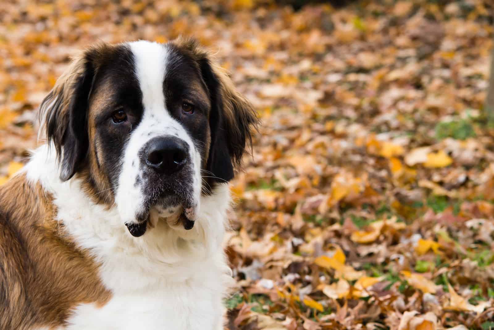 A Saint Bernard dog lays on grass surround by fallen leaves