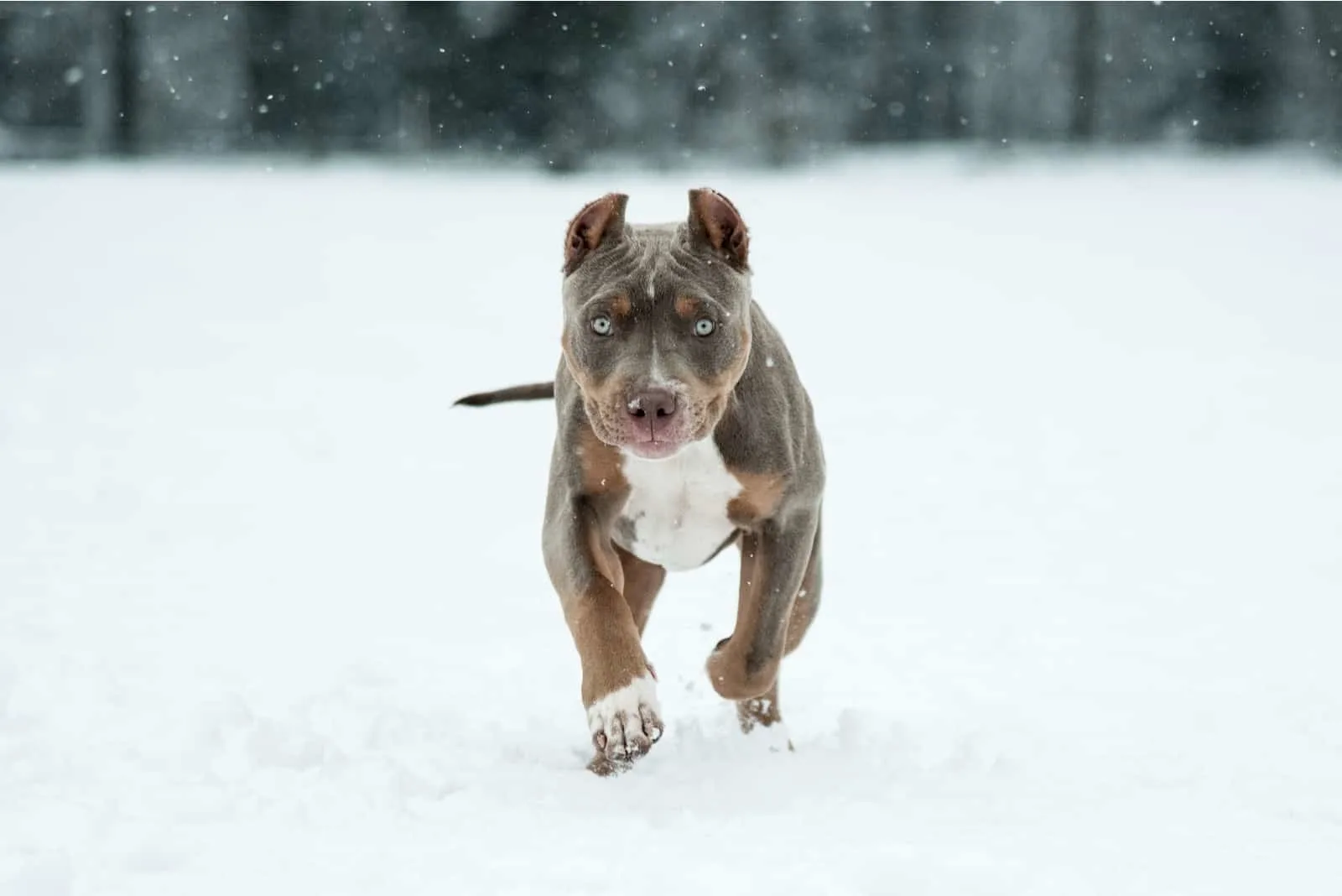 A Tri-Colored Pitbull puppy runs across the snow