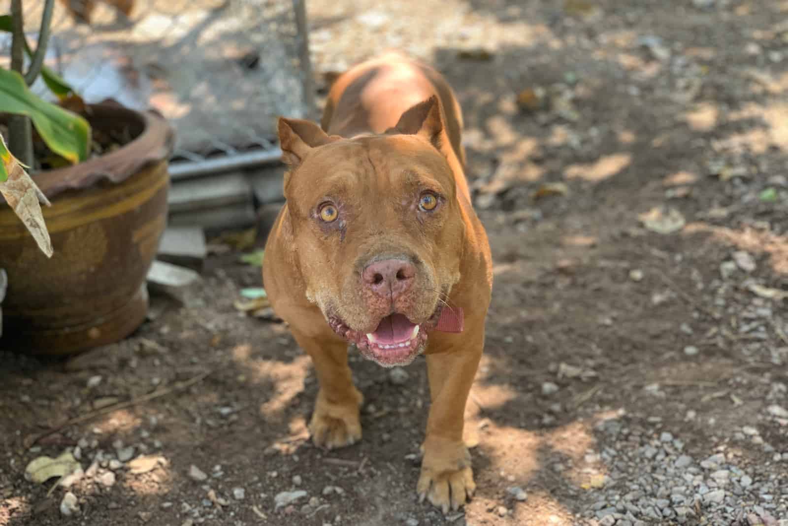 A brown Pitbull stands in the yard