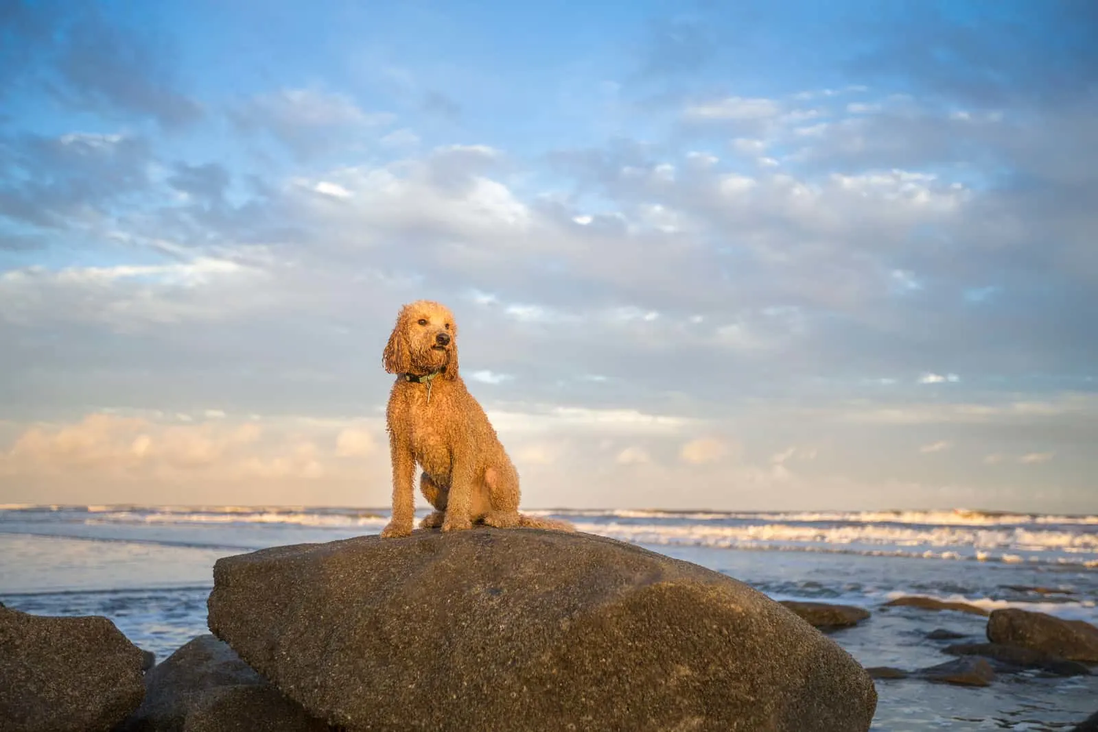 A goldendoodle dog sits on a rock by the sea