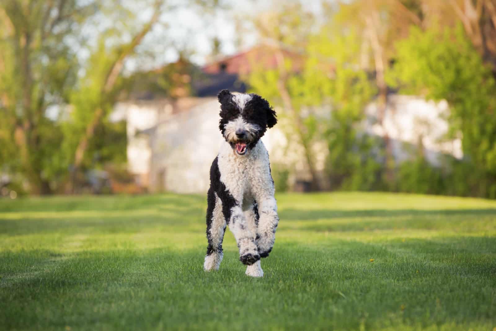 A sheepadoodle dog runs through the park