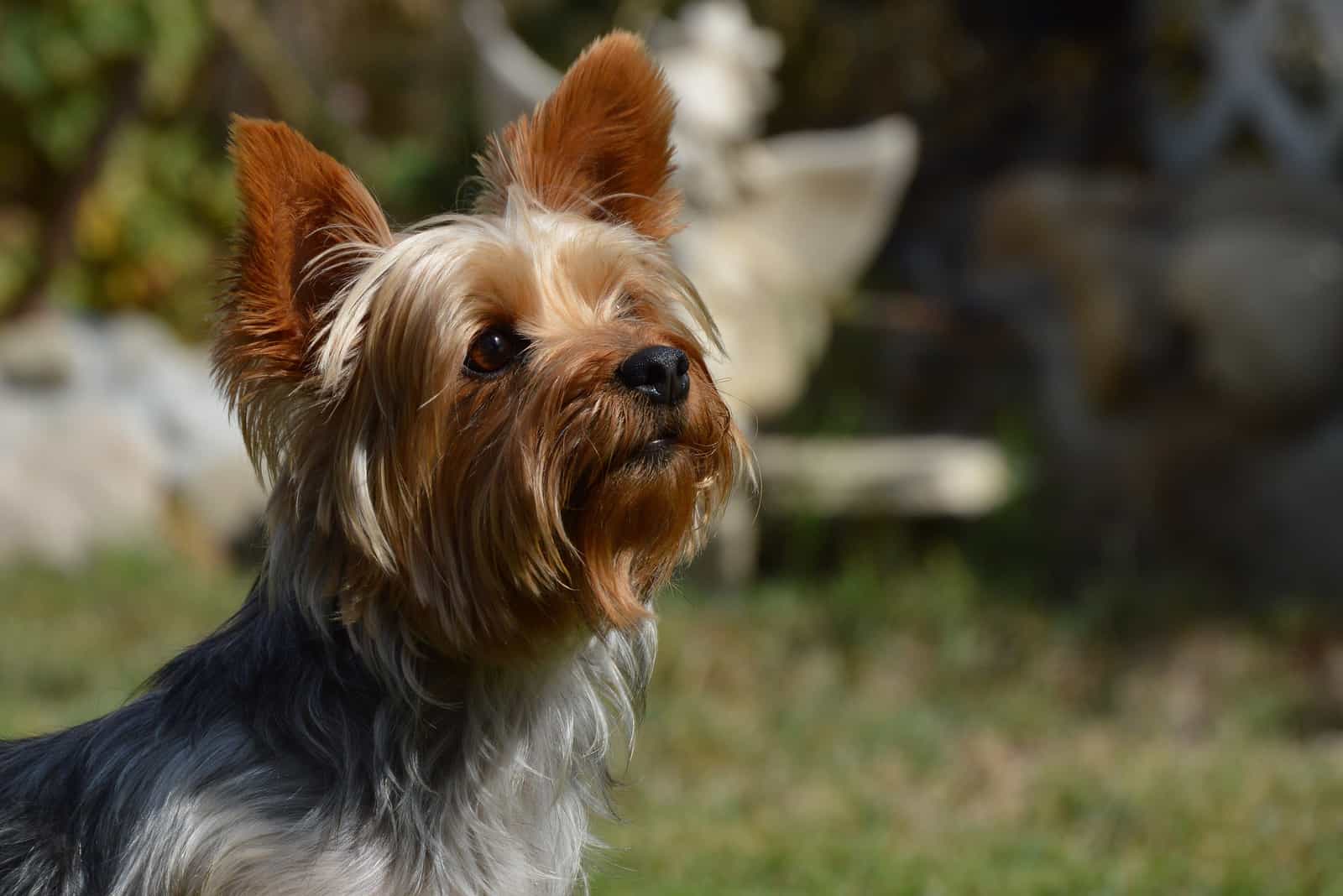 Adorable Yorkie dog standing outdoors