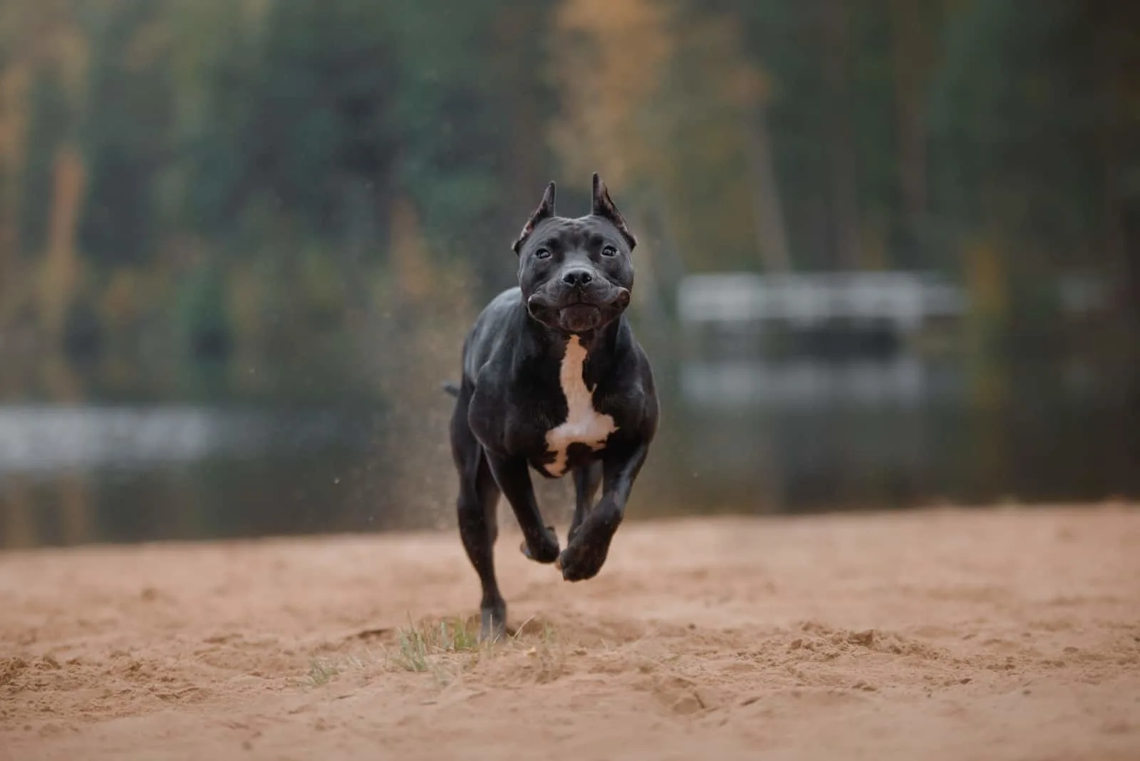 American Pitbull Terrier runs across the field