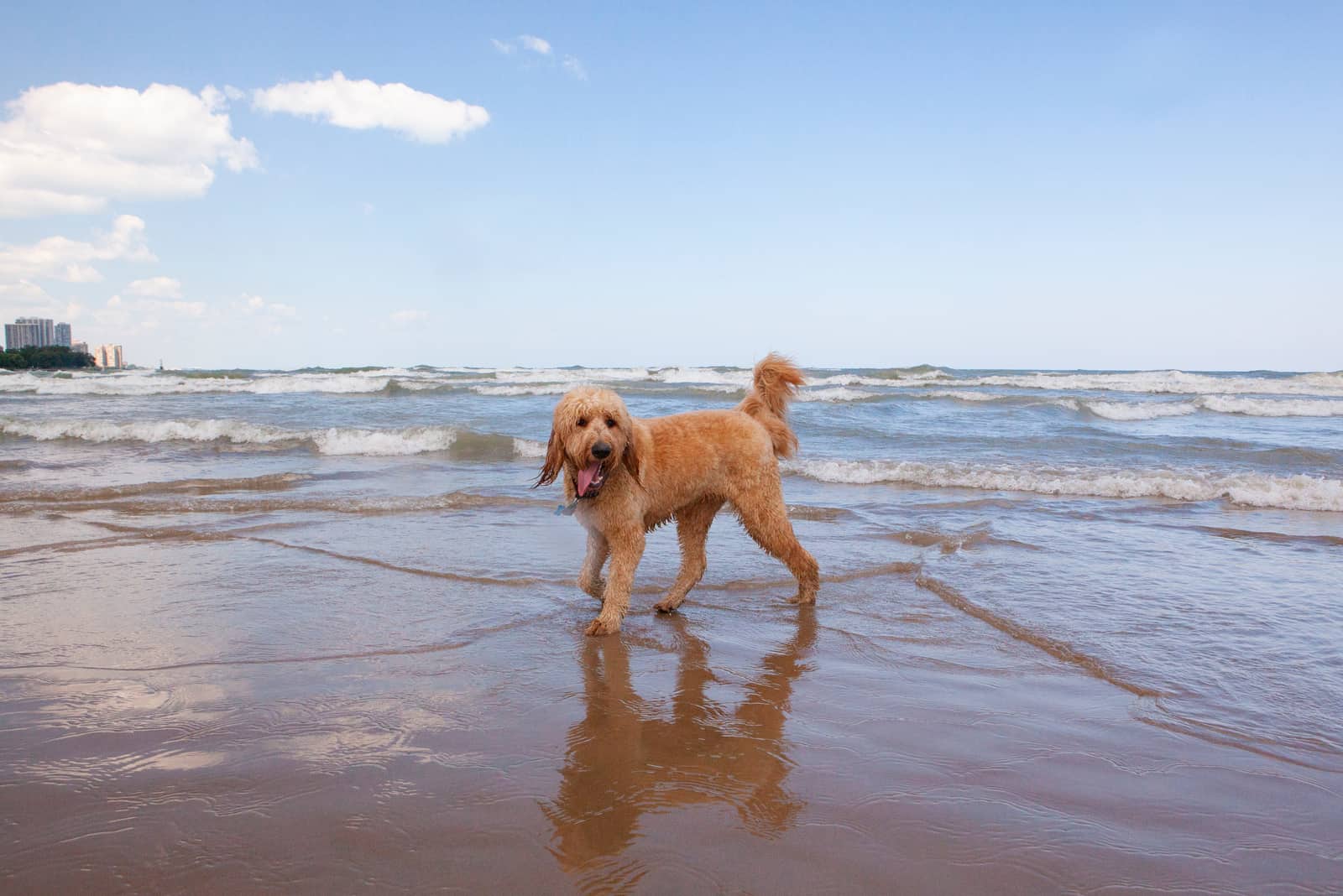 Apricot Goldendoodle stands right on the seashore