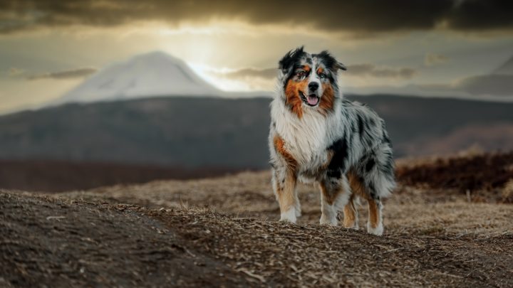 Are Australian Shepherds Good With Kids? A Guide For Parents