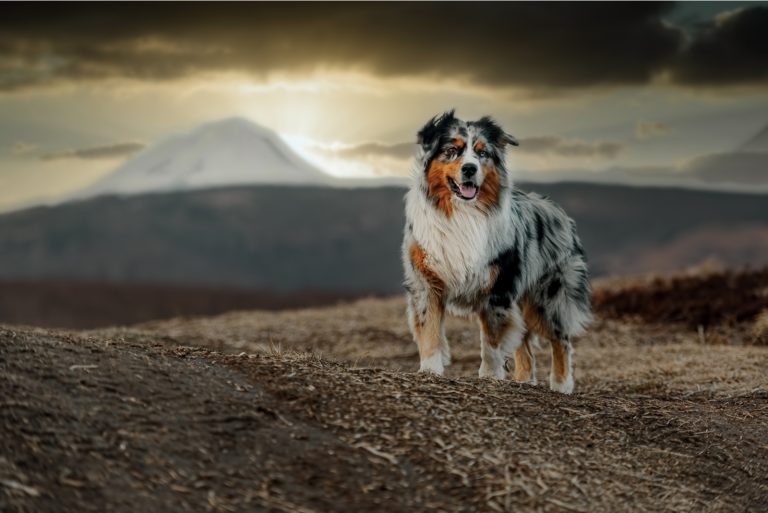 an Australian Shepherd stands on a hill