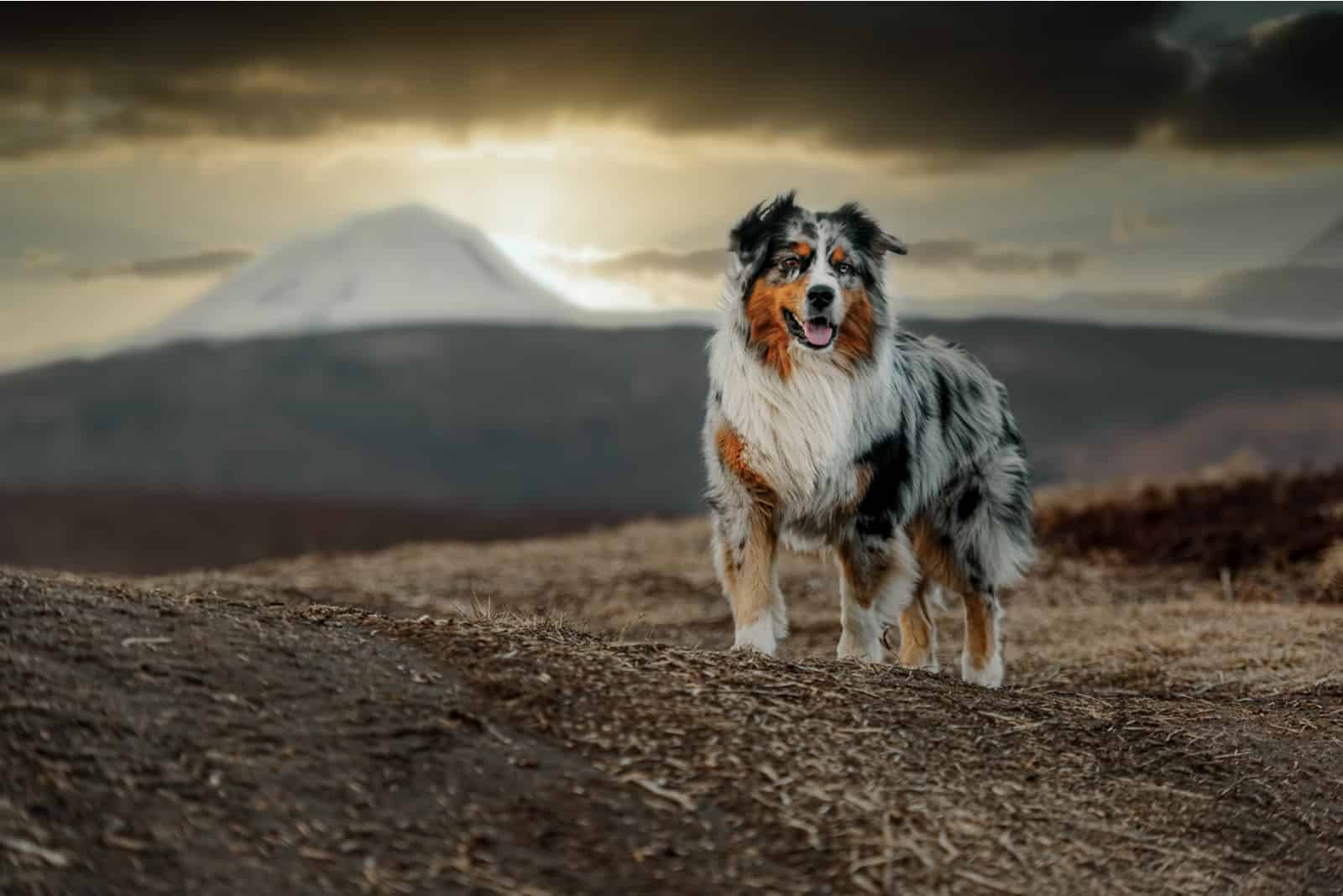 Are Australian Shepherds Good With Kids? A Guide ... - PupVine