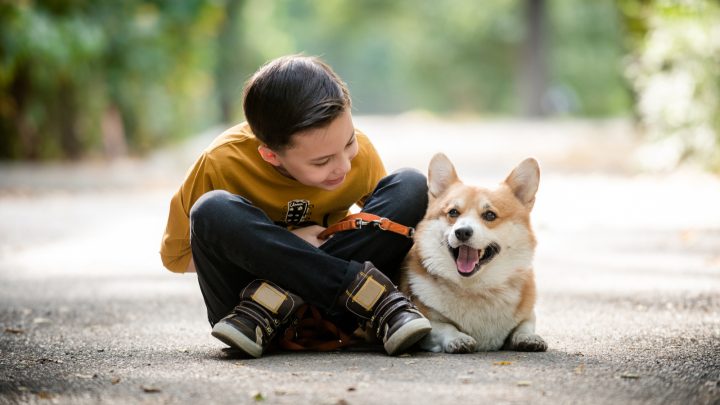 are corgis good family pets