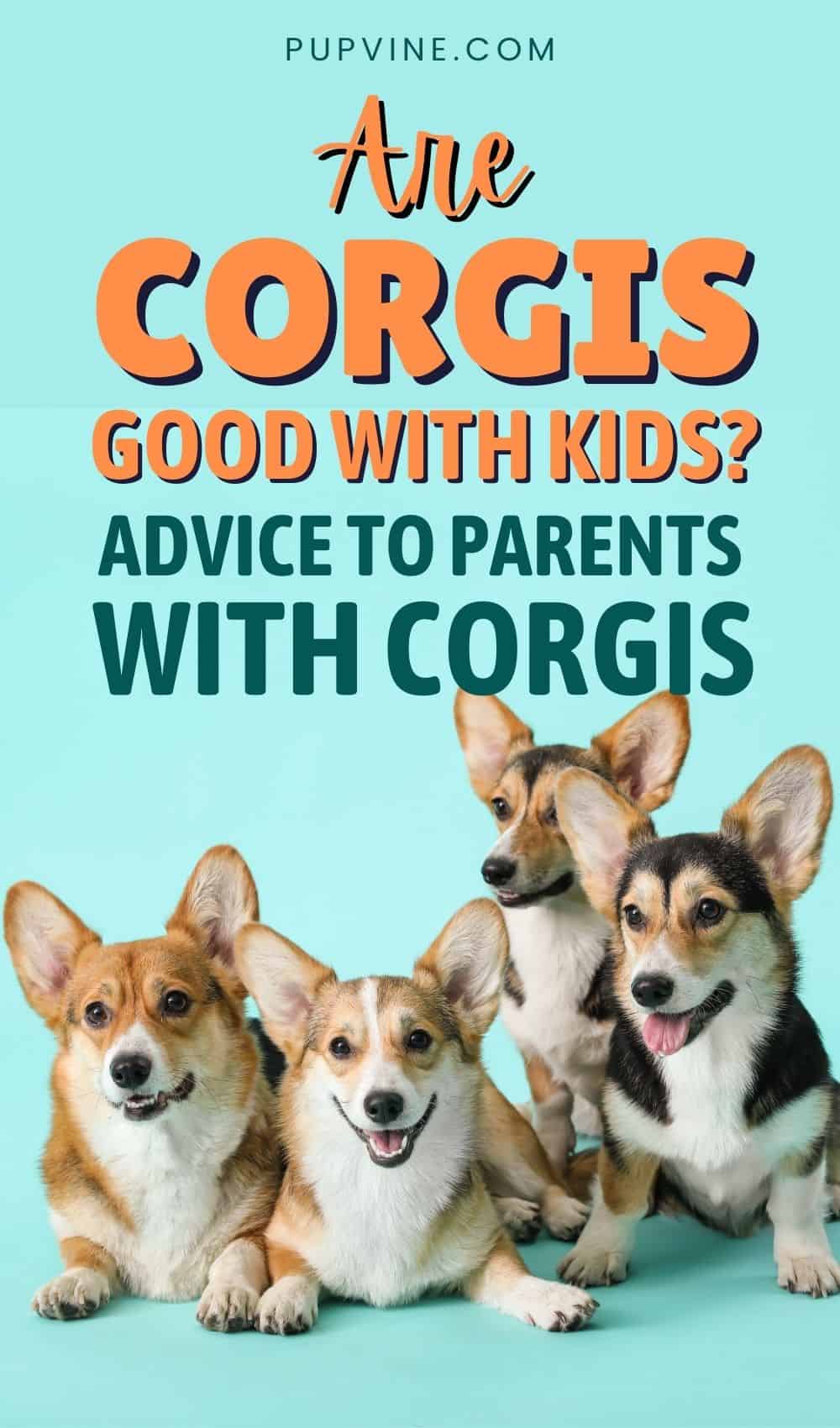 Are Corgis Good With Kids Advice To Parents With Corgis