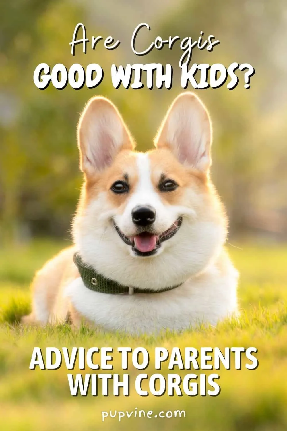 Are Corgis Good With Kids? Advice To Parents With Corgis
