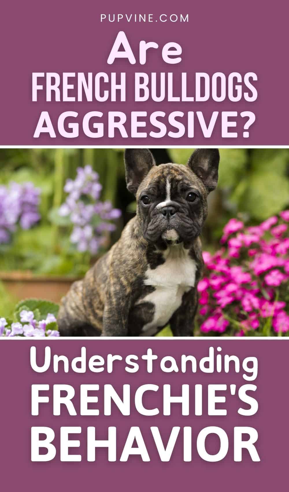 Are French Bulldogs Aggressive Understanding Frenchie's Behavior