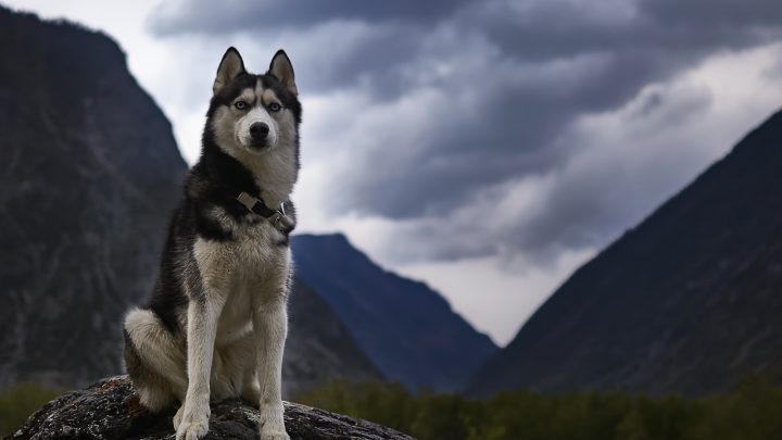 Are Huskies Aggressive? Dogs’ Behavioral Issues Explained