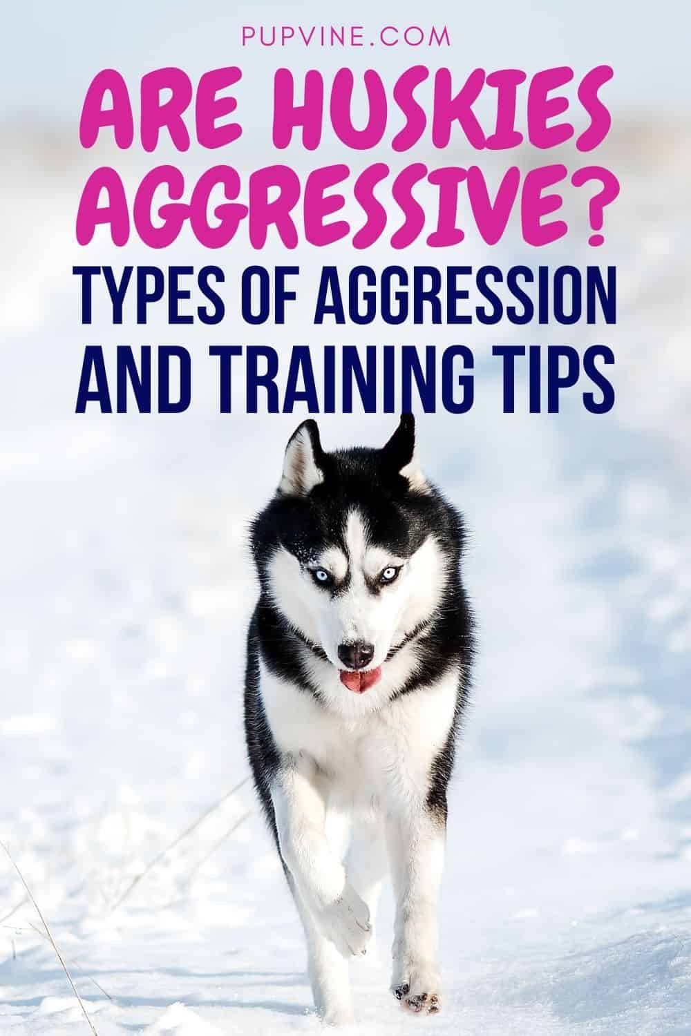 Are Huskies Aggressive? Types Of Aggression And Training Tips