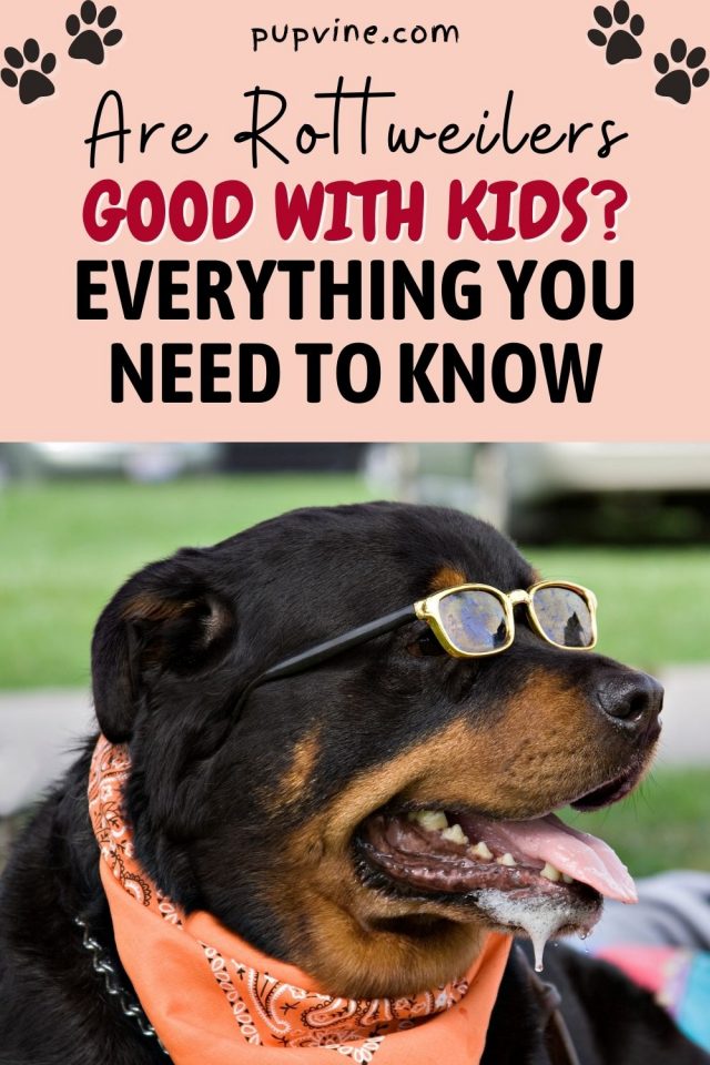 Are Rottweilers Good With Kids? Should You Get A Rottie?