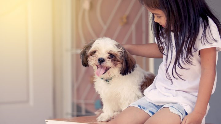 Are Shih Tzus Good With Kids? Shih Tzu Character Traits